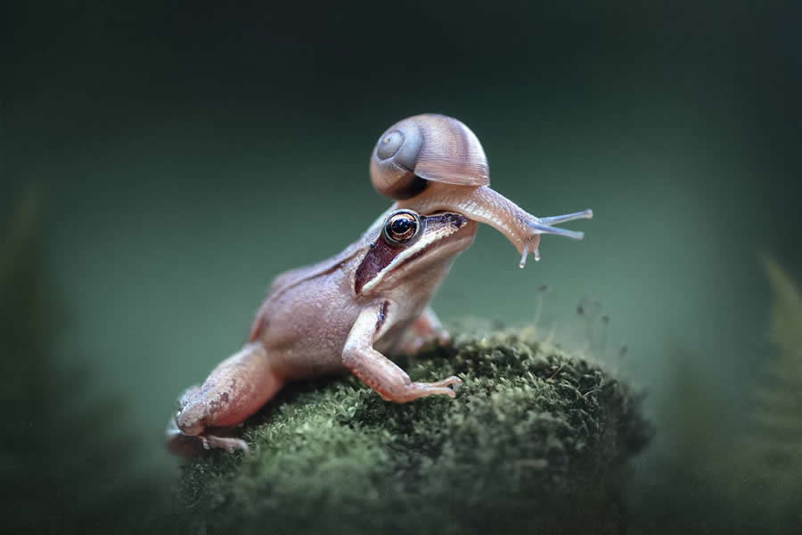 35 Photography Awards Macro Winners