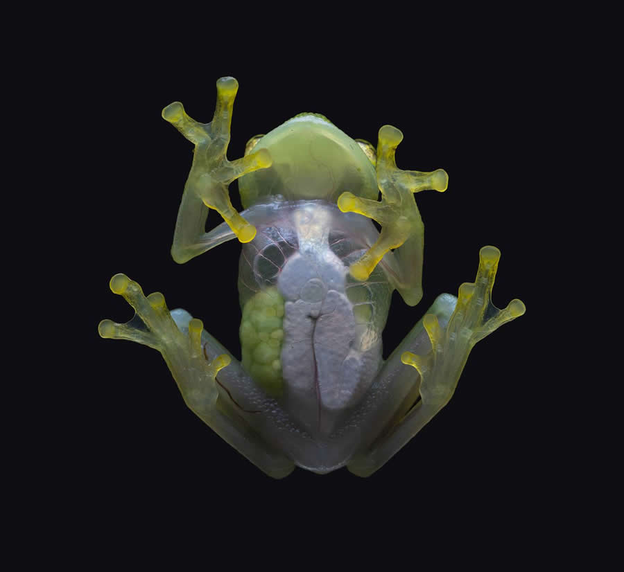 35 Photography Awards Macro Winners