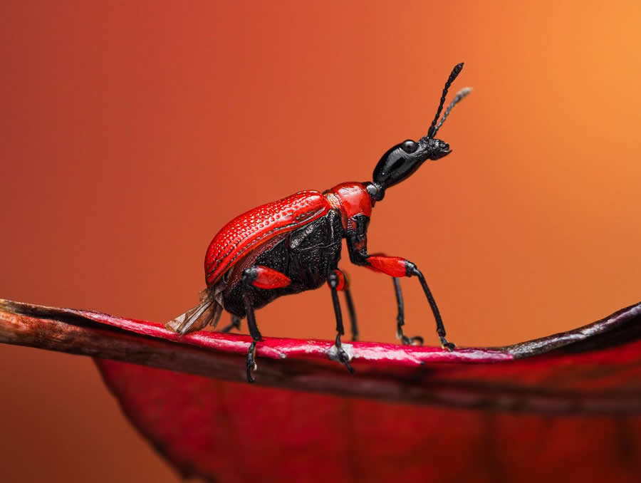 35 Photography Awards Macro Winners