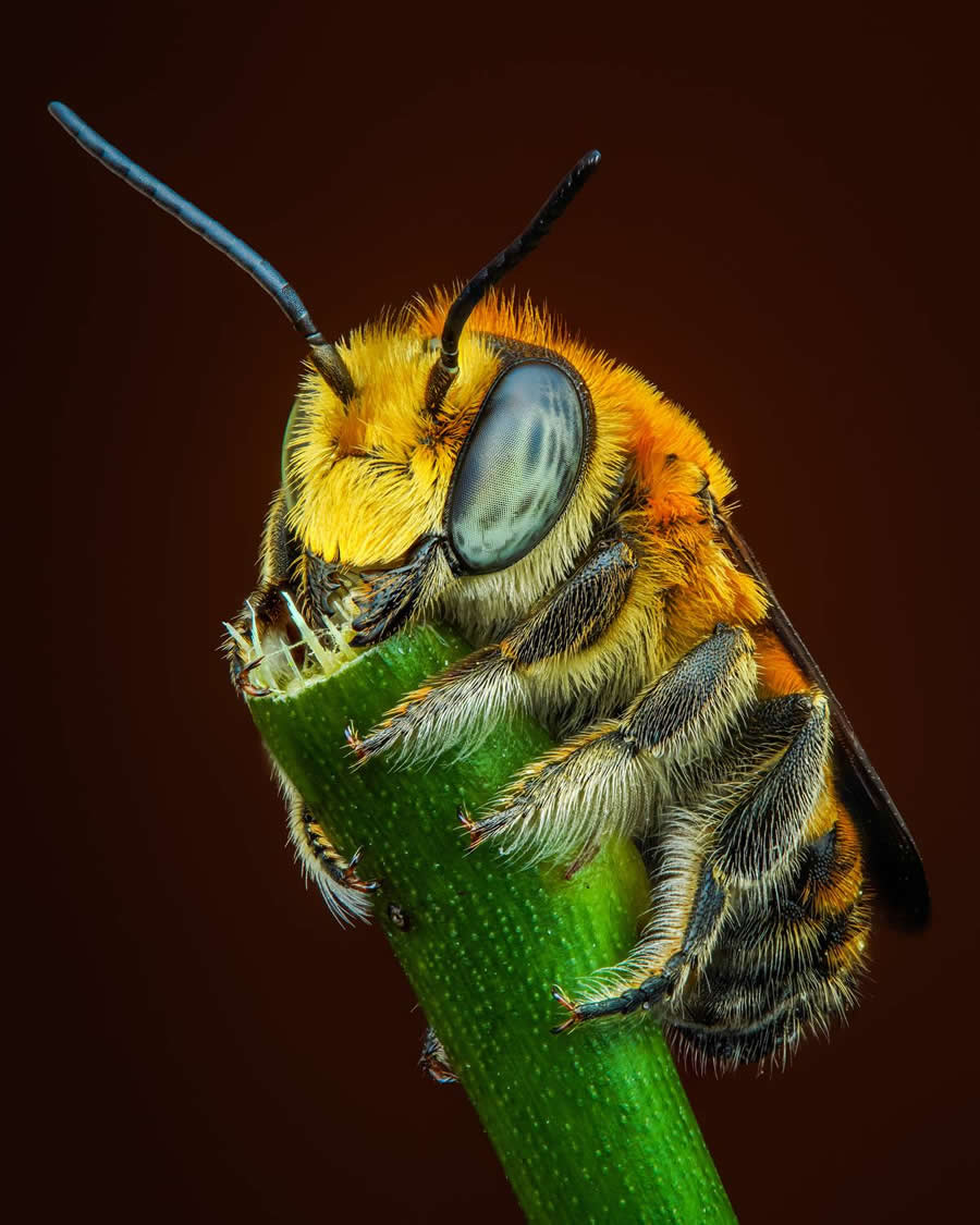 35 Photography Awards Macro Winners