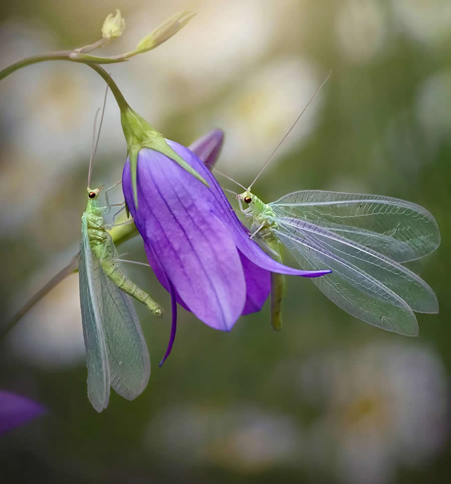 35 Photography Awards Macro Winners
