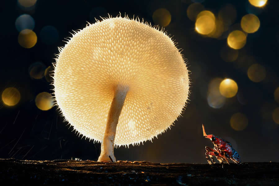 35 Photography Awards Macro Winners