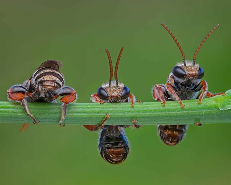 35 Photography Awards Macro Winners
