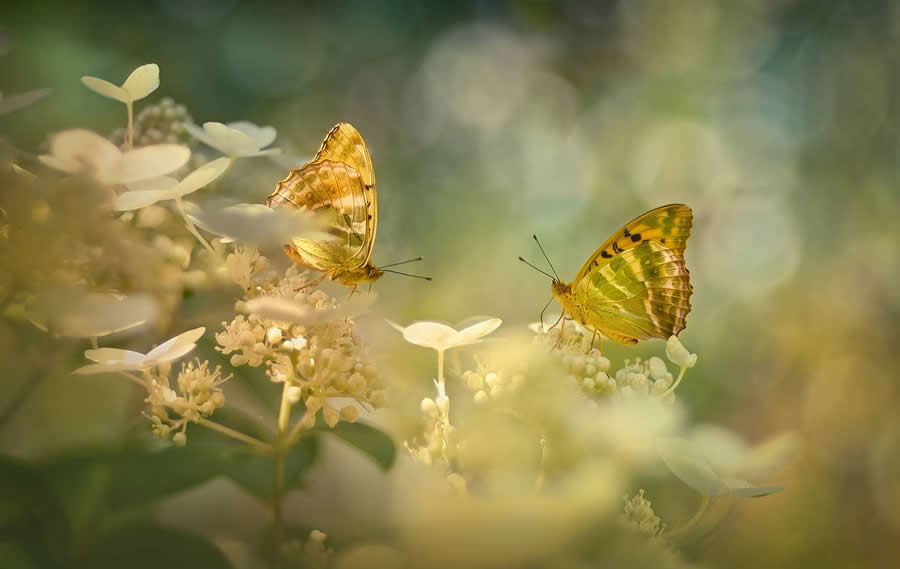 35 Photography Awards Macro Winners