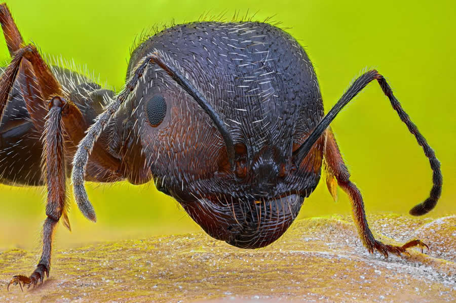 35 Photography Awards Macro Winners