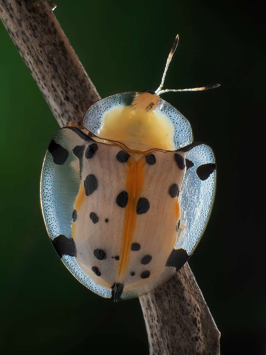 35 Photography Awards Macro Winners