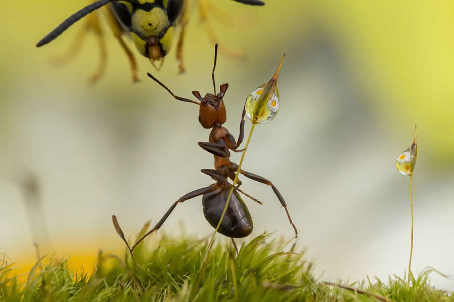 35 Photography Awards Macro Winners