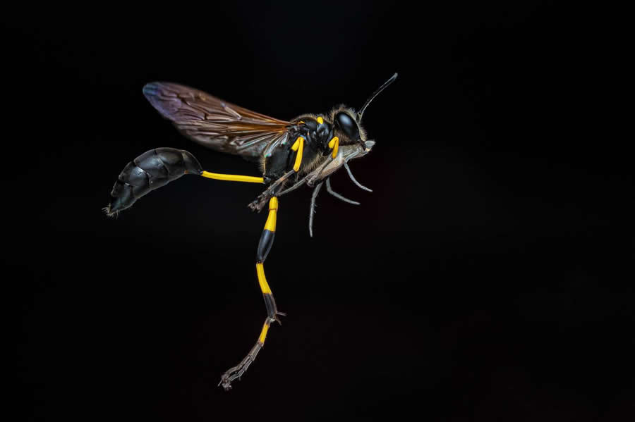 35 Photography Awards Macro Winners