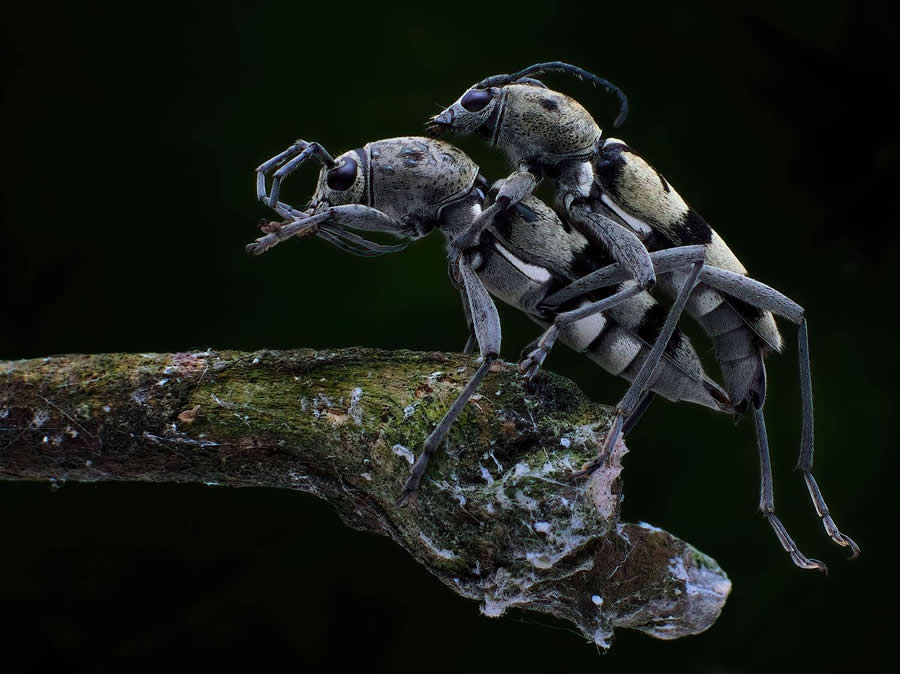 35 Photography Awards Macro Winners