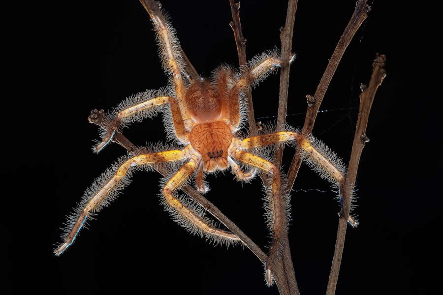 35 Photography Awards Macro Winners