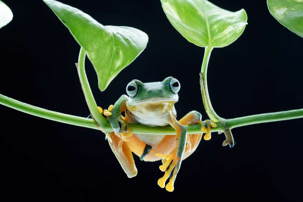 35 Photography Awards Macro Winners