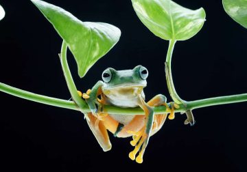 35 Photography Awards Macro Winners