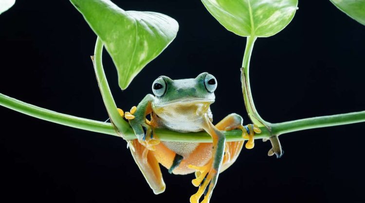 35 Photography Awards Macro Winners