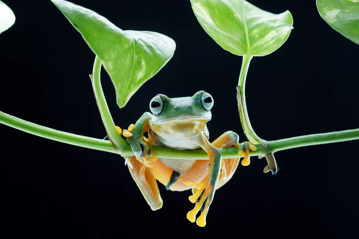 35 Photography Awards Macro Winners