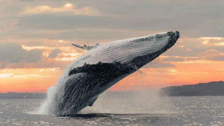 Wildlife-Winning Photos from the 35 Photography Awards