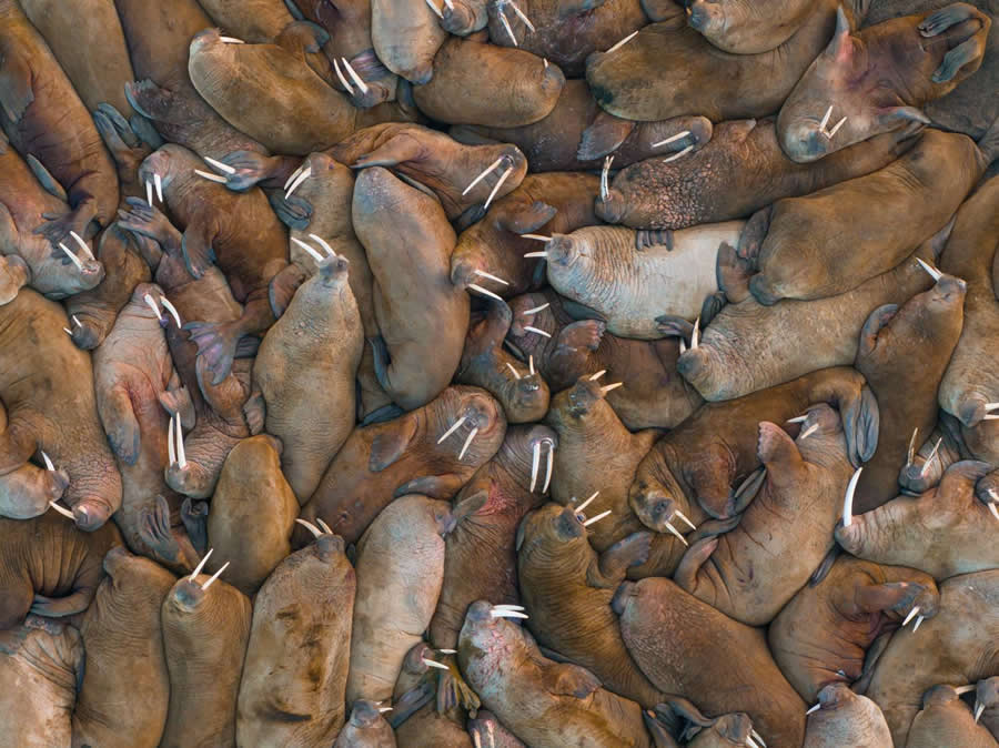 Wildlife-Winning Photos from the 35 Photography Awards