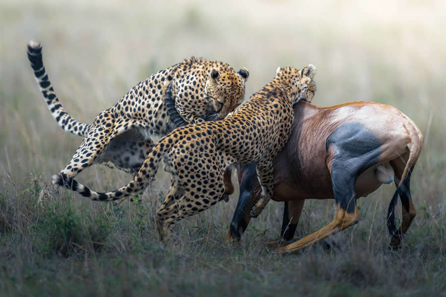 Wildlife-Winning Photos from the 35 Photography Awards