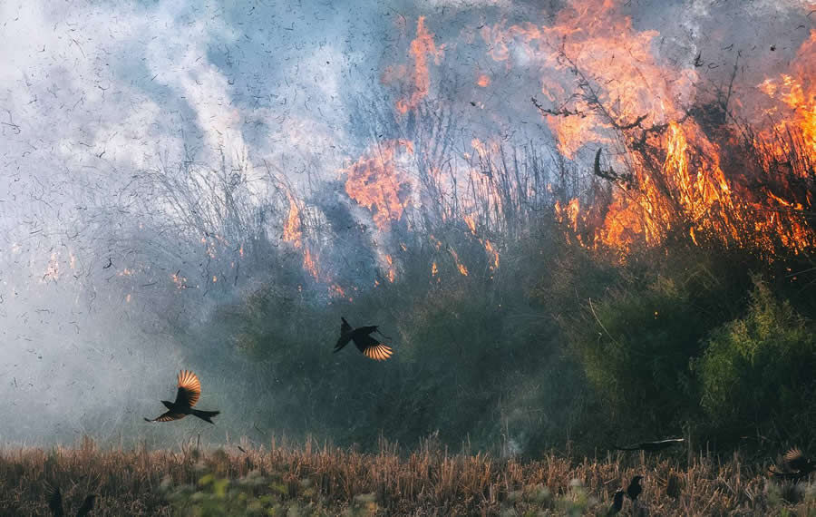 Wildlife-Winning Photos from the 35 Photography Awards