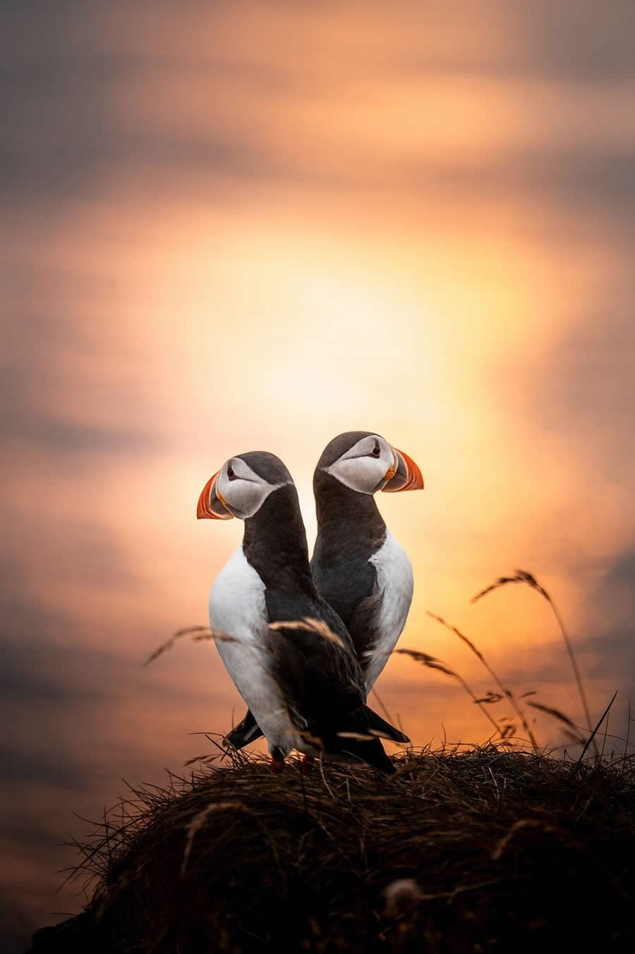 Wildlife-Winning Photos from the 35 Photography Awards
