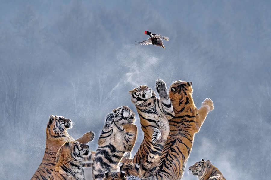 Wildlife-Winning Photos from the 35 Photography Awards