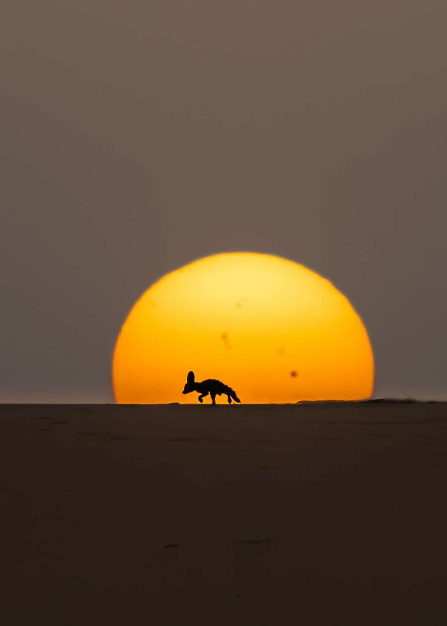 Wildlife-Winning Photos from the 35 Photography Awards