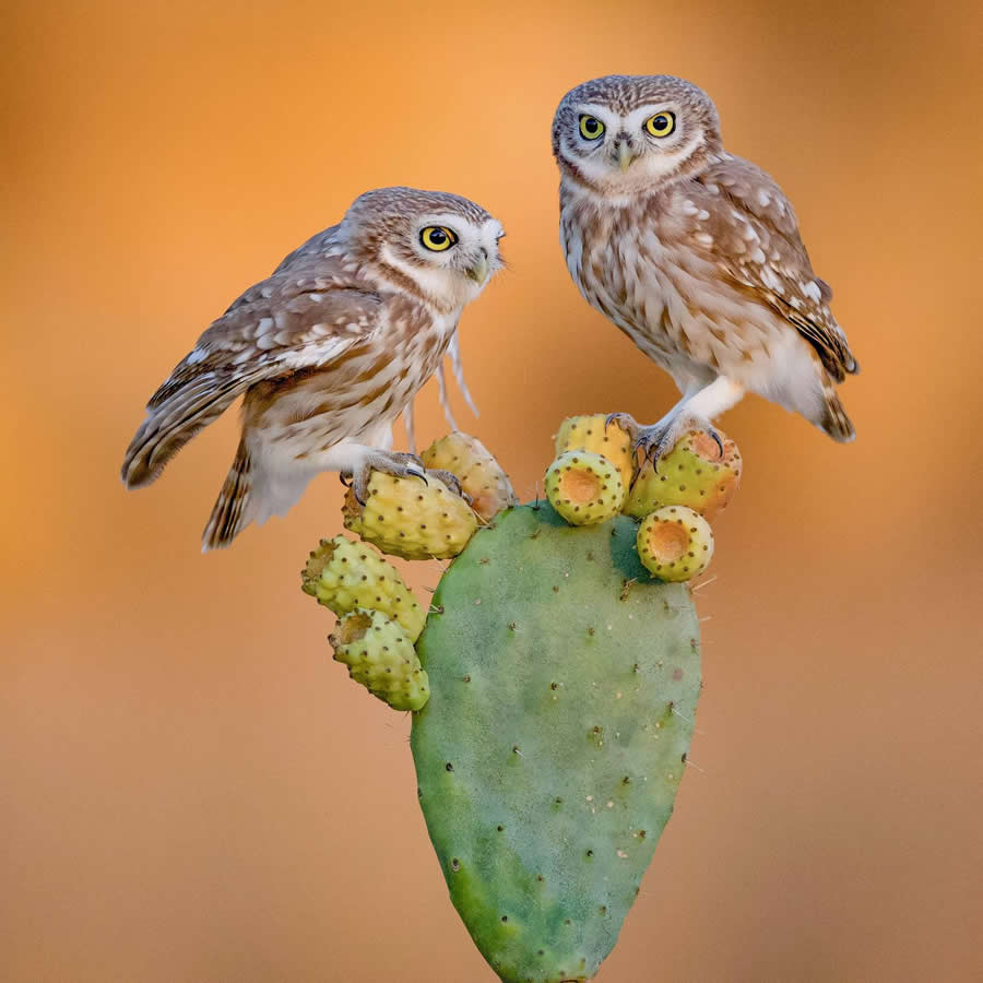 Wildlife-Winning Photos from the 35 Photography Awards