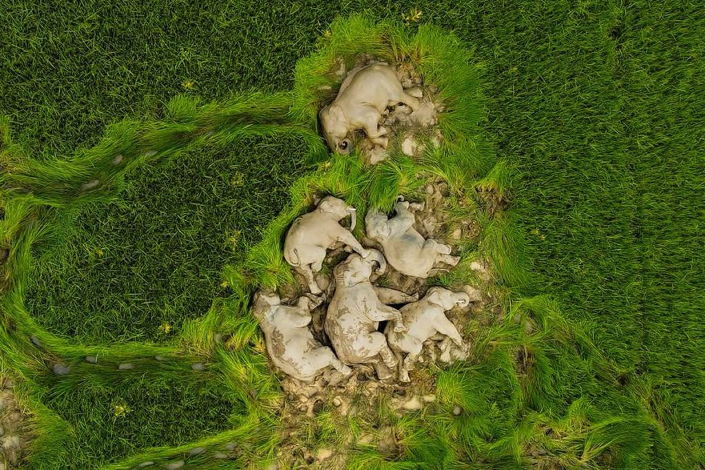 Wildlife-Winning Photos from the 35 Photography Awards