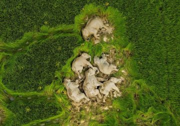 Wildlife-Winning Photos from the 35 Photography Awards