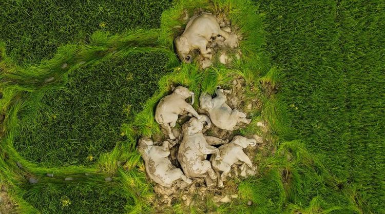 Wildlife-Winning Photos from the 35 Photography Awards