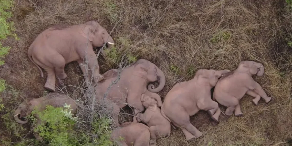 Aerial view of a herd of elephants sleeping together in the wild