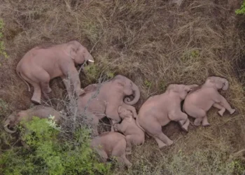 Aerial view of a herd of elephants sleeping together in the wild