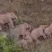 Aerial view of a herd of elephants sleeping together in the wild