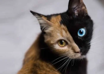 Cat with half orange, half black face and two different colored eyes fascinating animal portrait photography