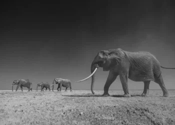 Elephants walking across a dry plain - black and white photo