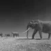 Elephants walking across a dry plain - black and white photo