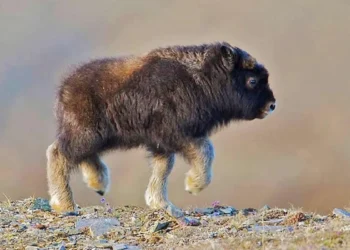 Fluffy baby musk ox calf walking on rocky tundra awe-inspiring nature image