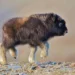 Fluffy baby musk ox calf walking on rocky tundra awe-inspiring nature image