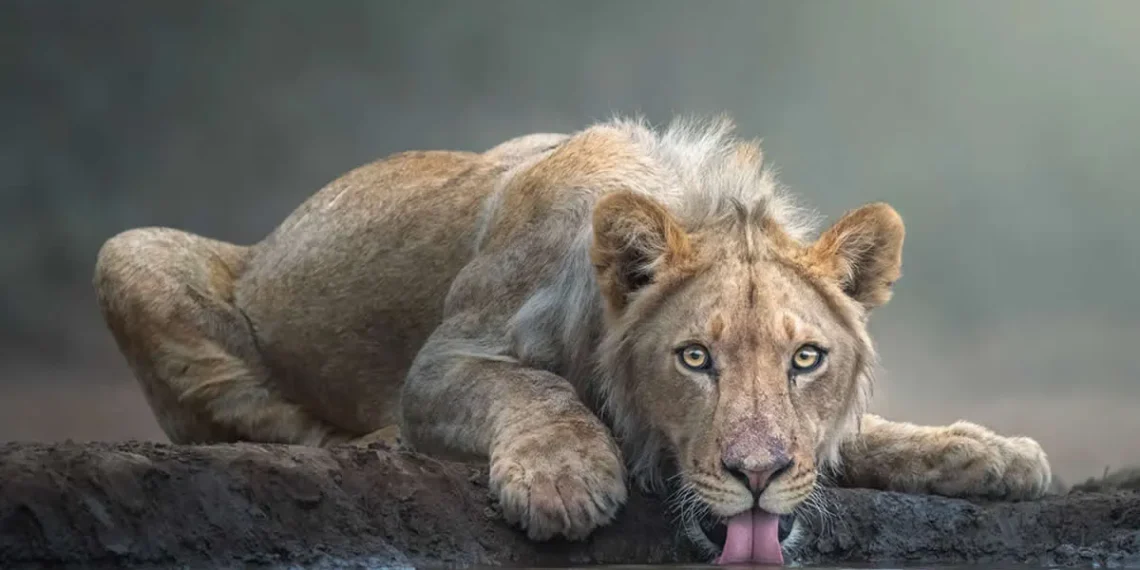 10 Award-Winning Wildlife Photographers You Should Know About 12 Young lion drinking from waterhole, award-winning wildlife photography