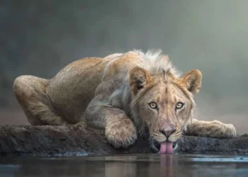 Young lion drinking from waterhole, award-winning wildlife photography