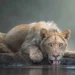 Young lion drinking from waterhole, award-winning wildlife photography