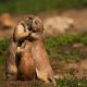 Adorable Animal Moments That Capture the Joy of Unconditional Love