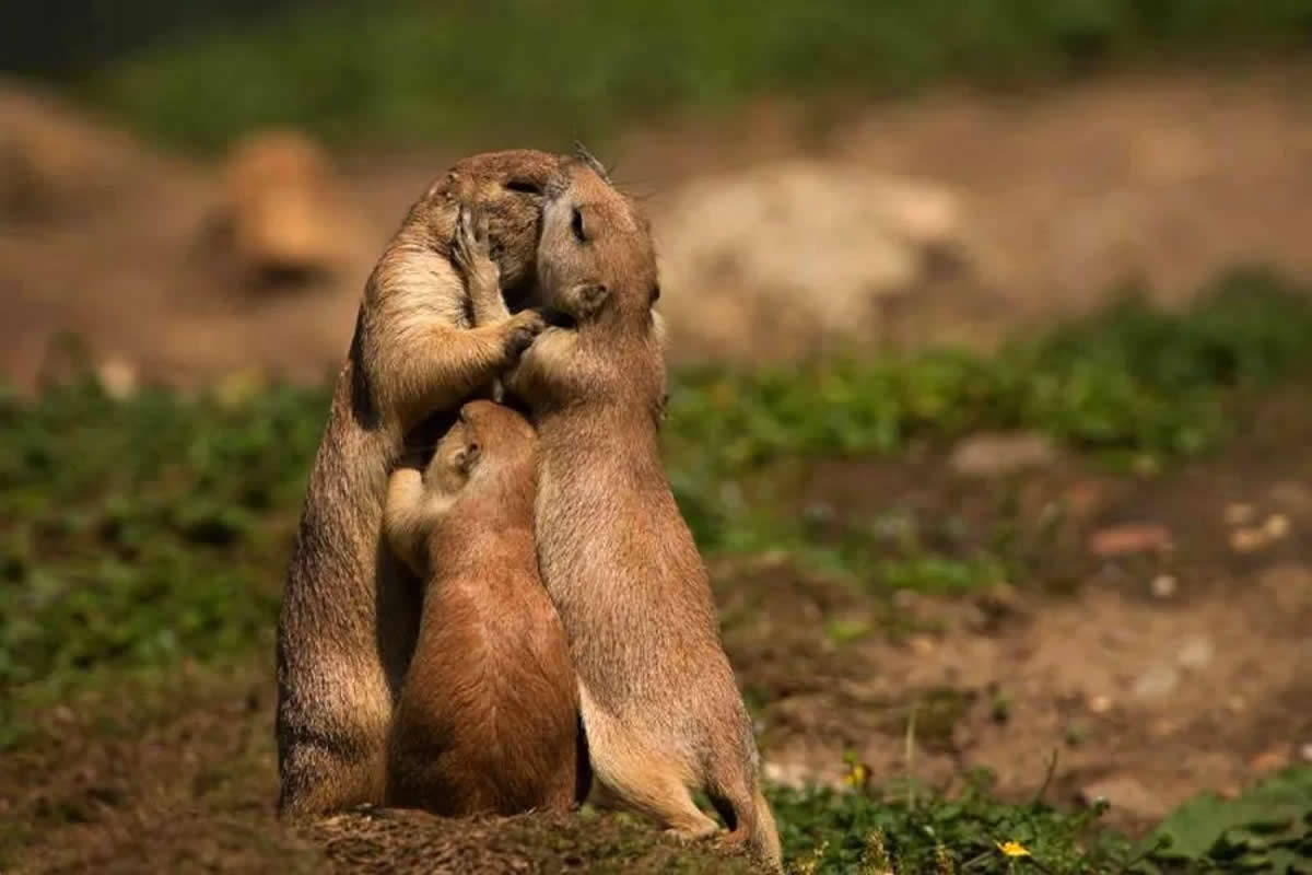 25 Adorable Animal Moments That Capture the Joy of Unconditional Love