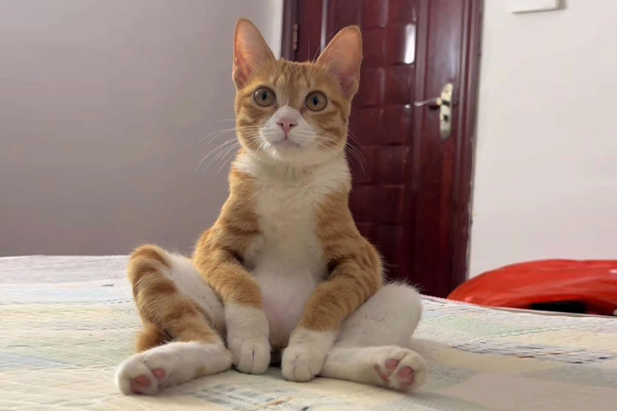 30 Hilariously Adorable Moments That Prove Animals Are Just Lovable Weirdos