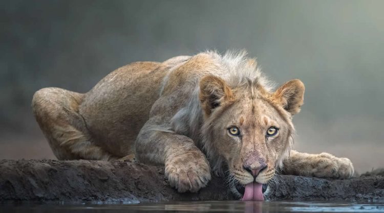 Award-Winning Wildlife Photographers You Should Know About