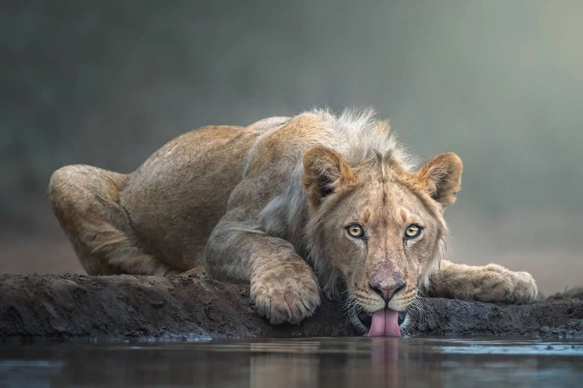 Award-Winning Wildlife Photographers You Should Know About
