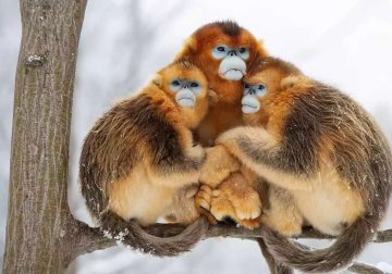 Award-Winning Wildlife Photos That Will Inspire Your Wanderlust