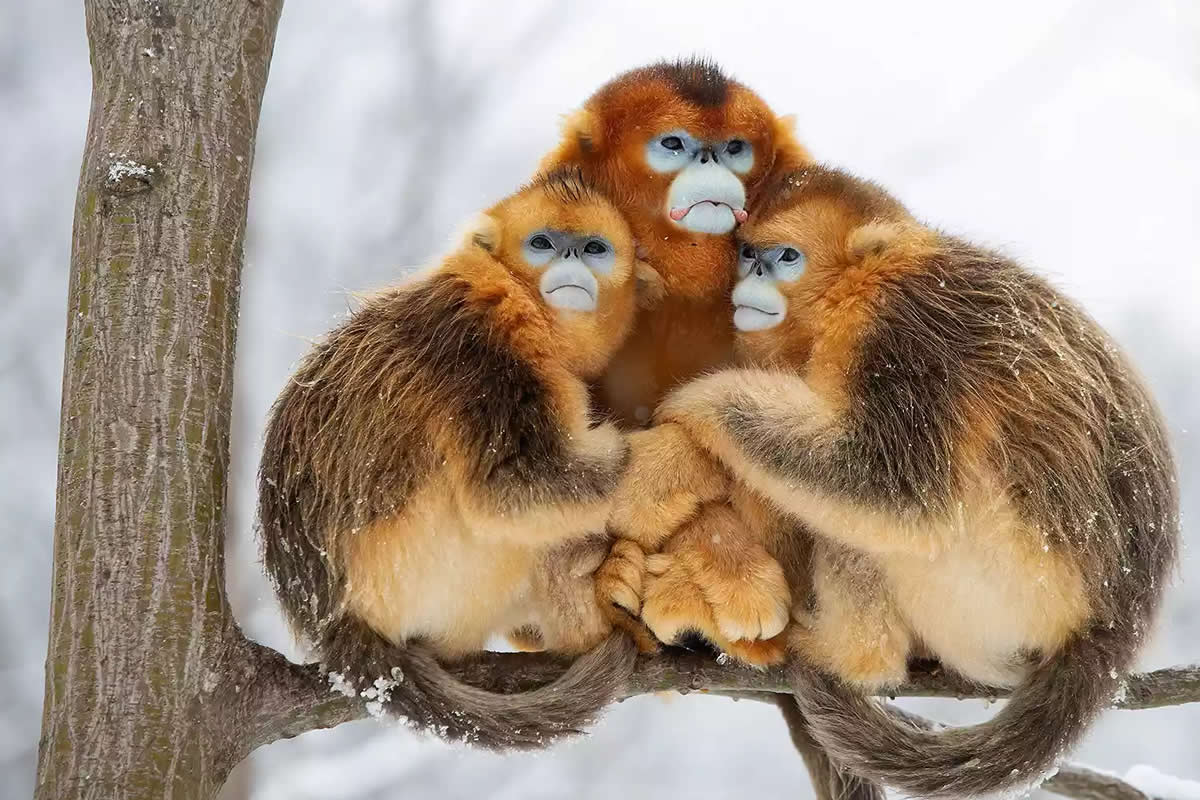 25 Stunning Award-Winning Wildlife Photos That Will Inspire Your Wanderlust