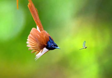 Best Bird Photography Gallery