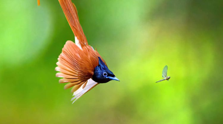 Best Bird Photography Gallery
