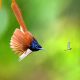 Best Bird Photography Gallery